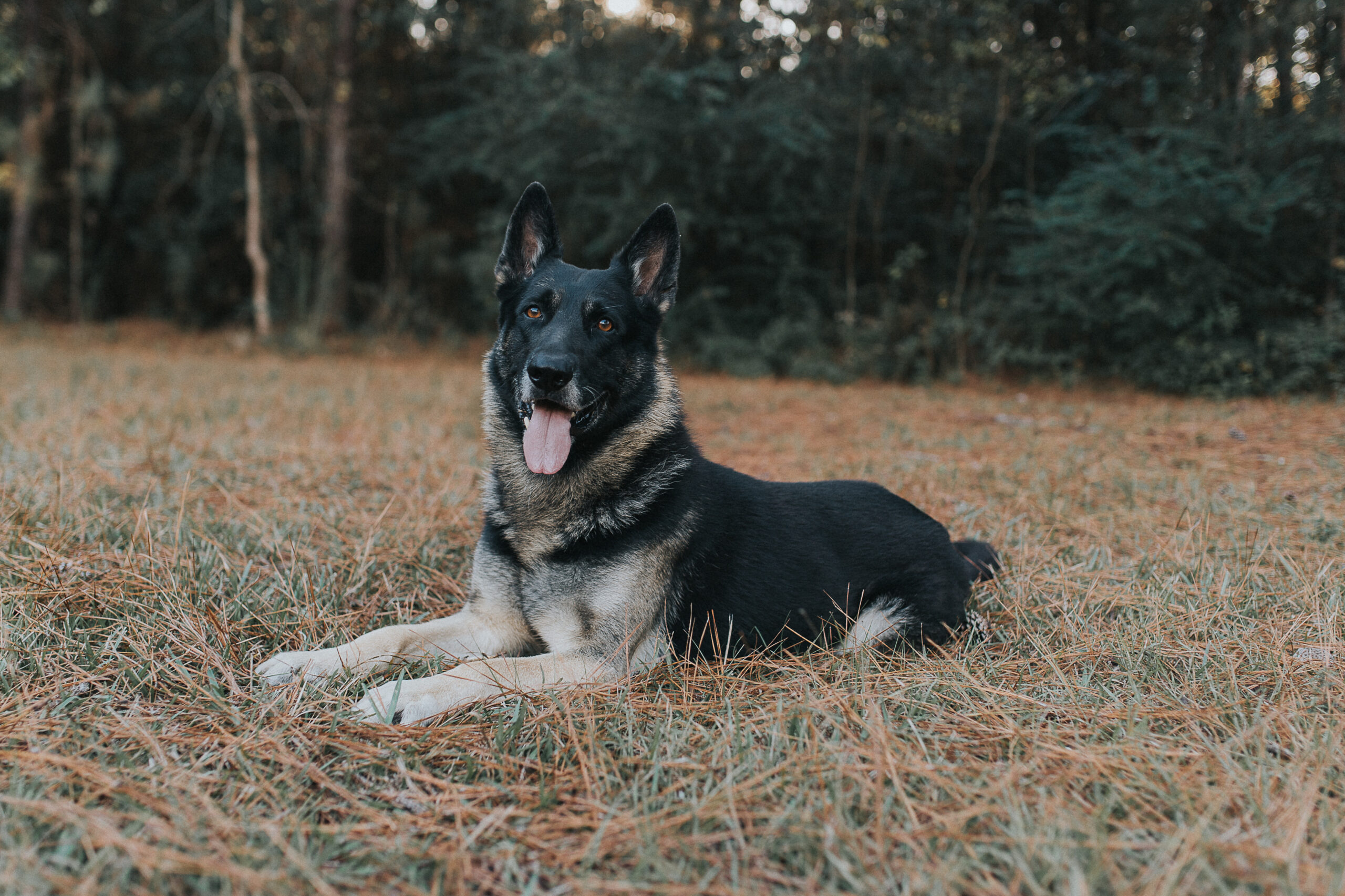 GSD-Ruger